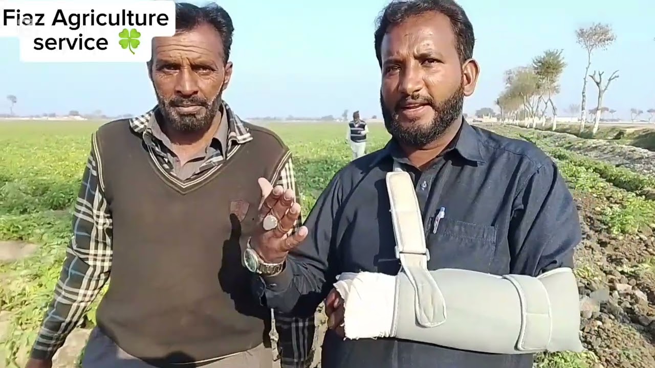 الحمدللہ آلو کی پٹائی شروع ہوگی