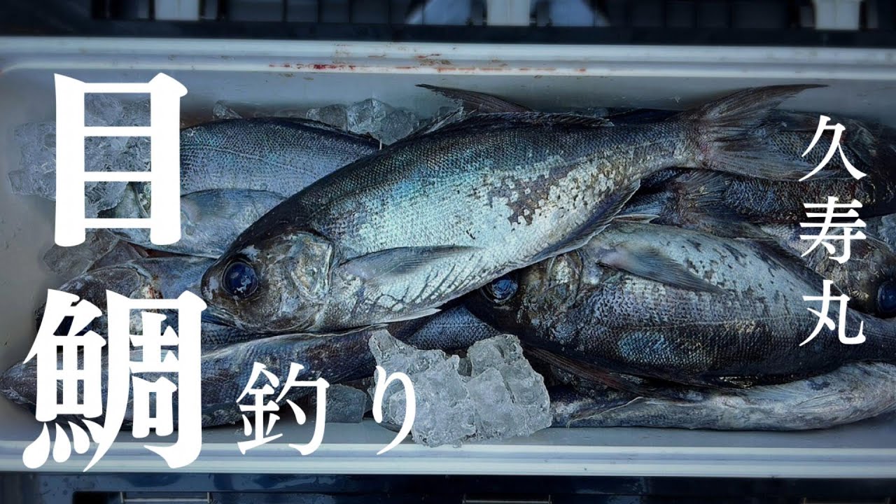 【メダイ釣り】豊漁！久寿丸でコマセ目鯛！赤沢沖｜仕掛け｜2025.11.21