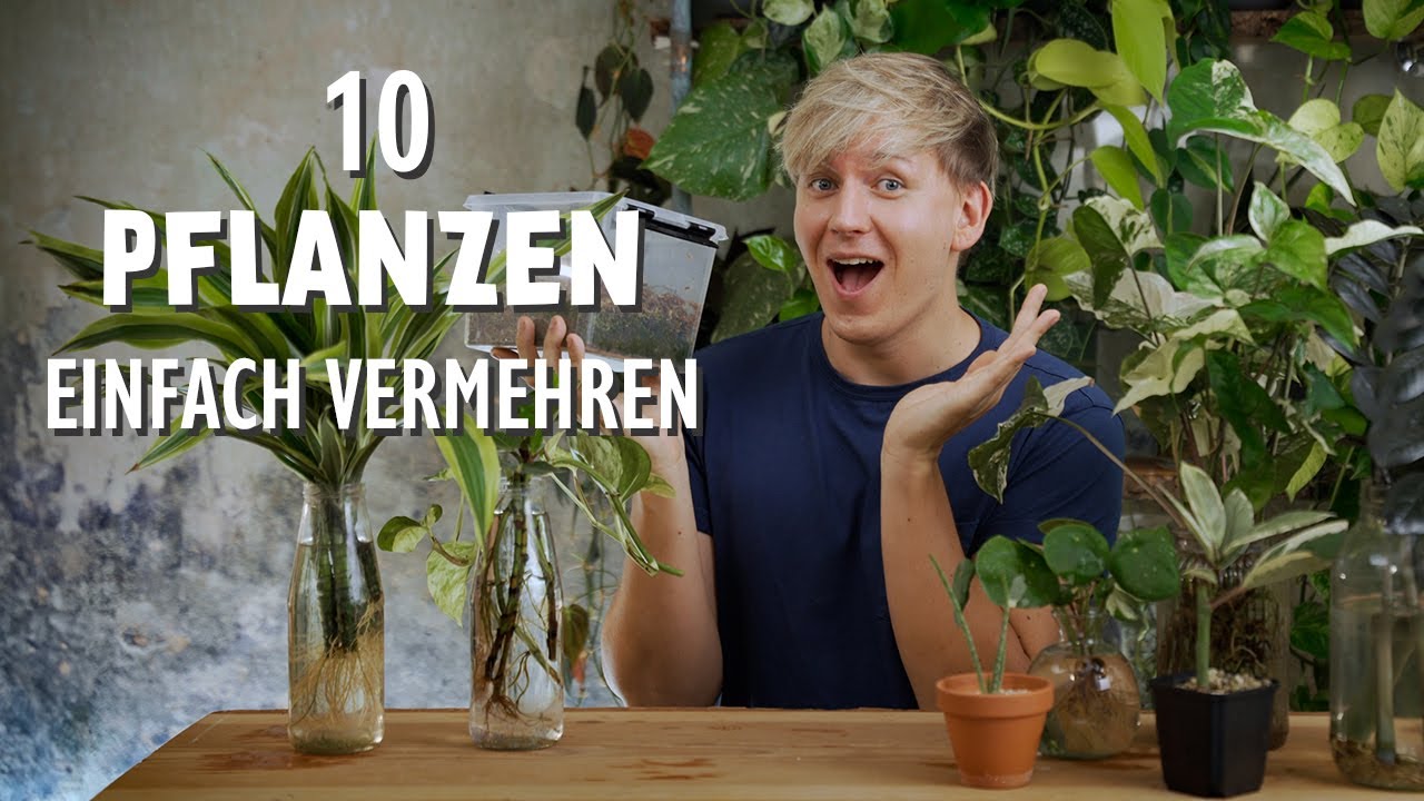 Gratis Zimmerpflanzen 🪴 10 Zimmerpflanzen ganz leicht durch Stecklinge vermehren | Compilation