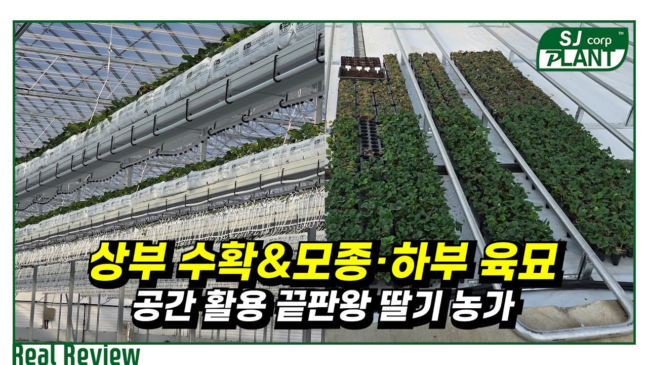 최첨단 원예 연구소, 육묘 농가는 이렇게 다릅니다 | 네덜란드식 딸기 스마트팜