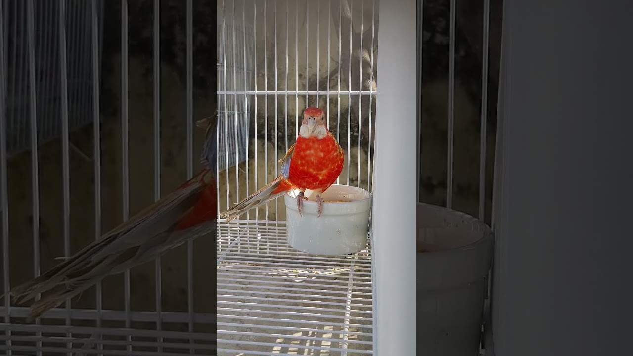 VERMELHO A MELHOR COR | ROSELA Eximius Vermelho um espet&aacute;culo