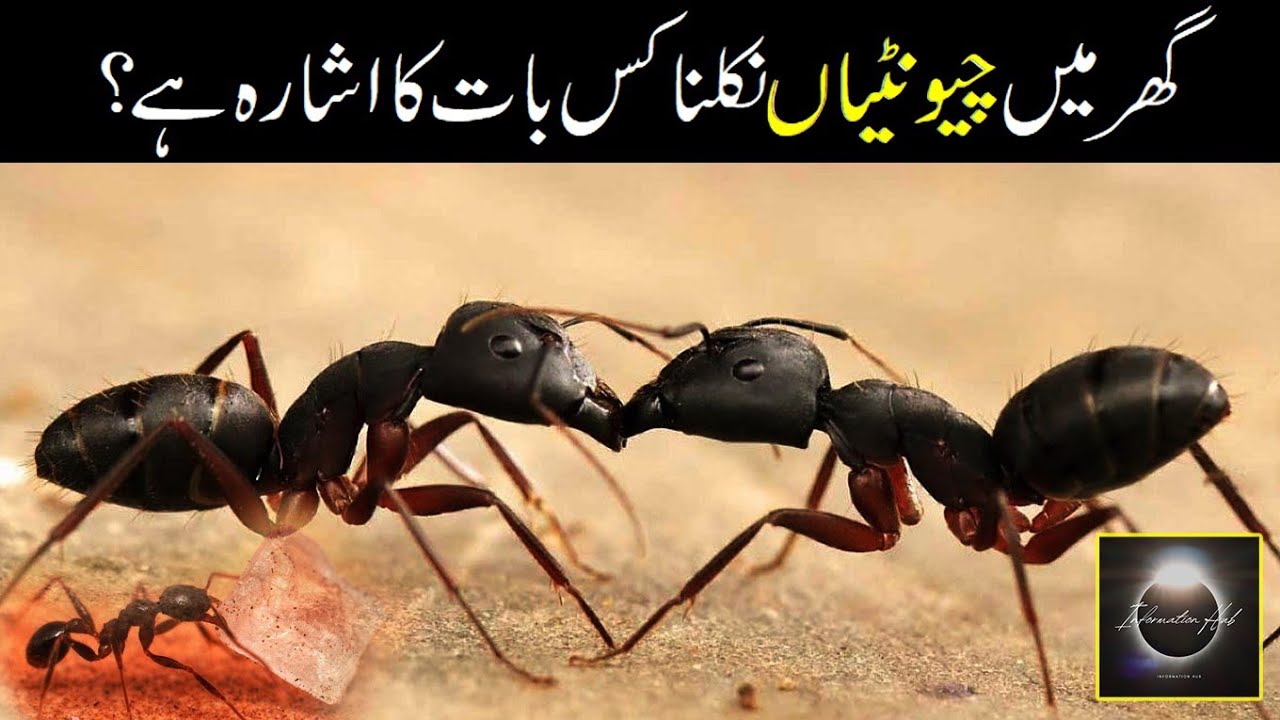 Mystery of persistent Ants in your Home_ Tale of Islamic Wisdom #islamicvideo