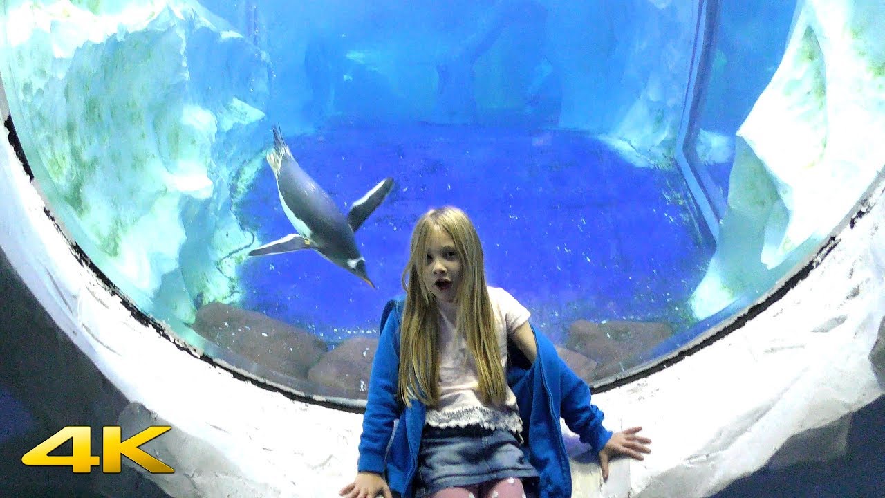Halloween at Sea Life centre Birmingham 4k video