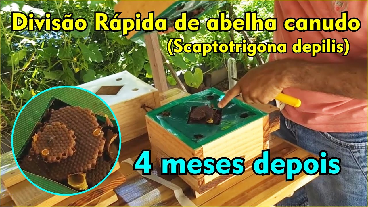 Divisão Rápida de abelha canudo 4 meses depois (Scaptotrigona depilis)
