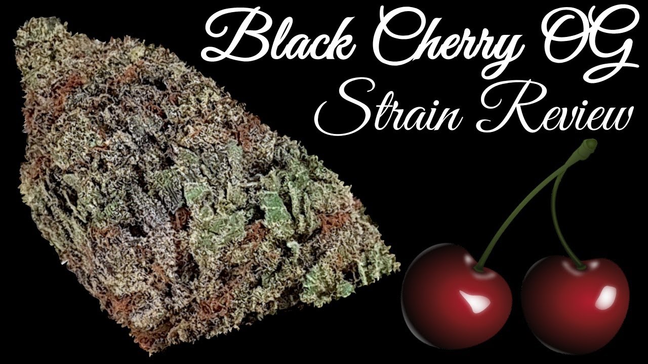 Black Cherry OG OFFICIAL Strain Review 🍒🍒🍒