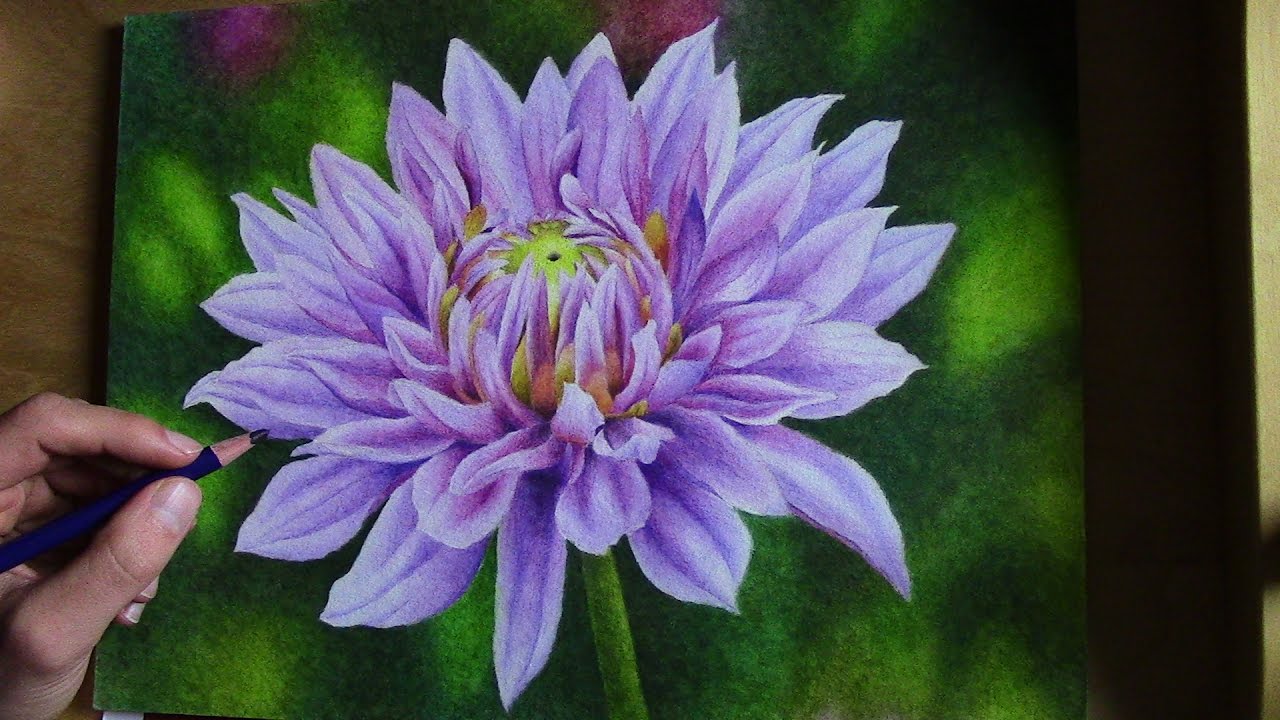 drawing a dahlia blossom with Inktense pencils