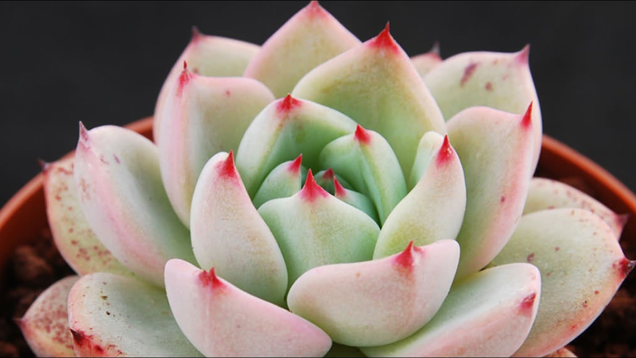 150 SUCULENTAS DO GÊNERO ECHEVERIA PARA IDENTIFICAÇÃO