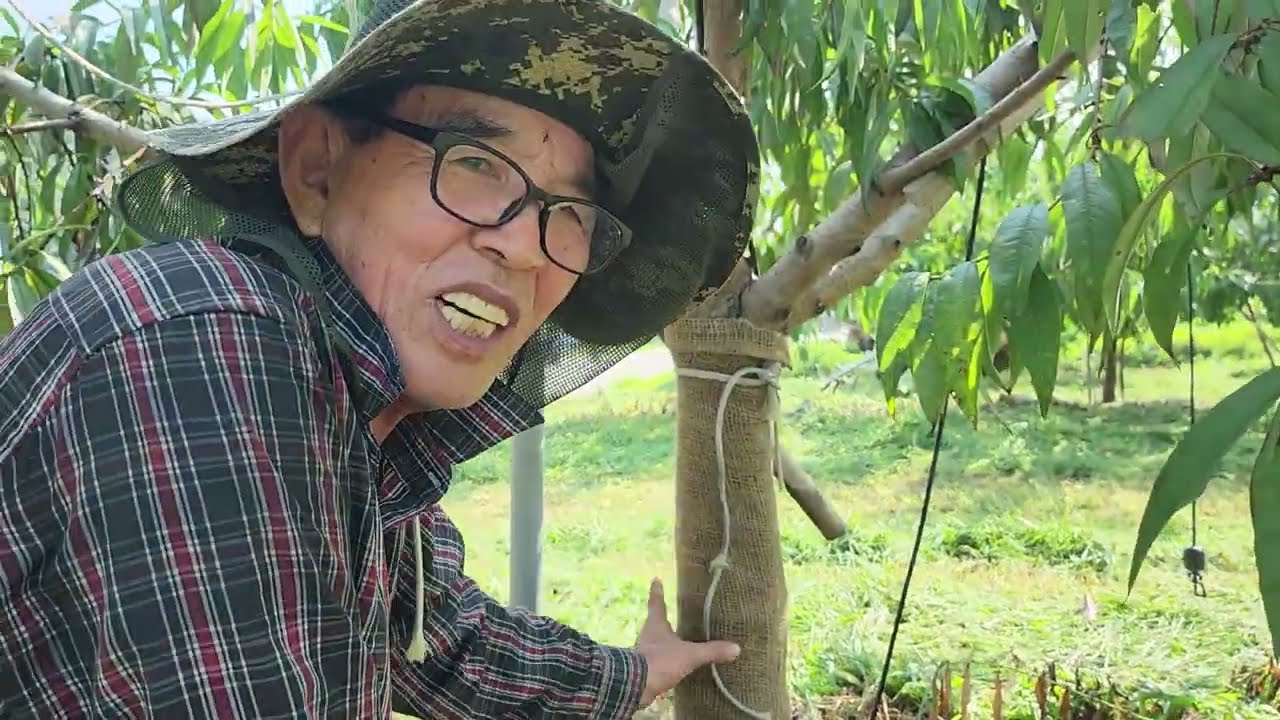 복숭아 수지병 치료방법