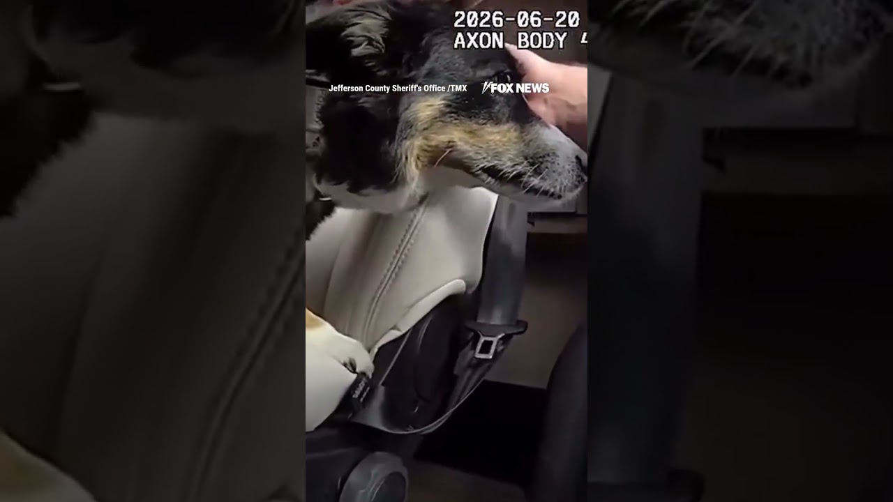 WATCH: Officers SMASH window to save dog from scorching temperatures