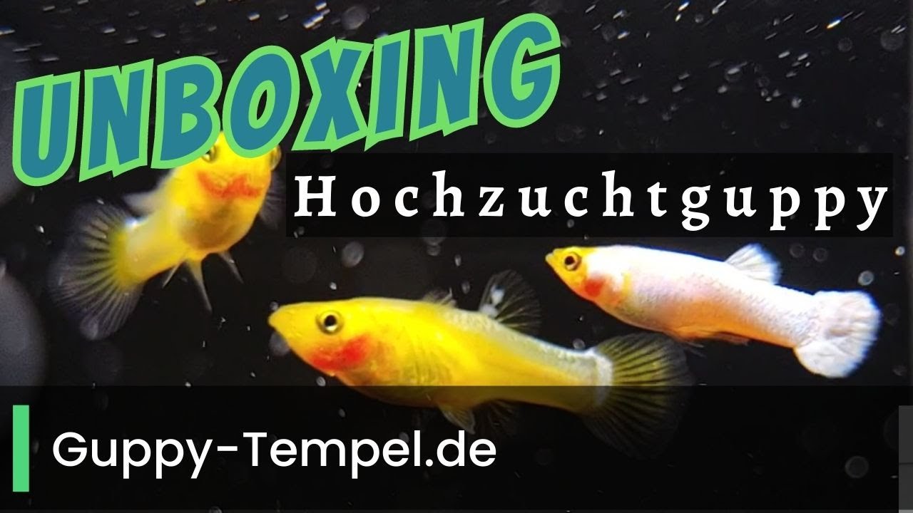 Unboxing Guppys von Guppy-Tempel.de #Poecilia #magenta white #full gold #endler #el tigre #hochzucht