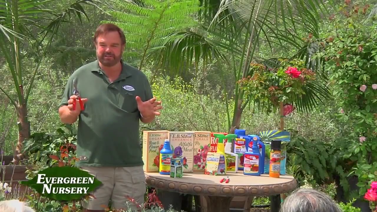 Evergreen Nursery - Roses