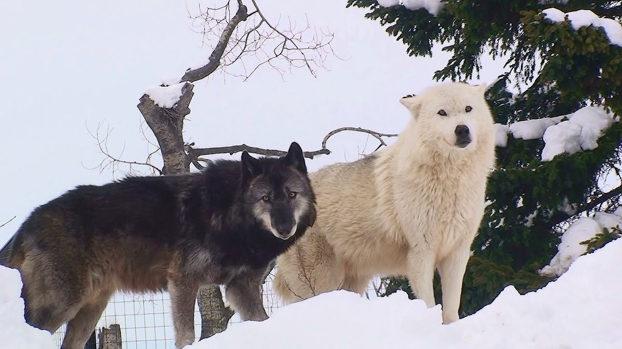 シンリンオオカミ全頭紹介2018（旭山動物園） - Introduction of the whole head of Timber Wolves of Asahiyama Zoo