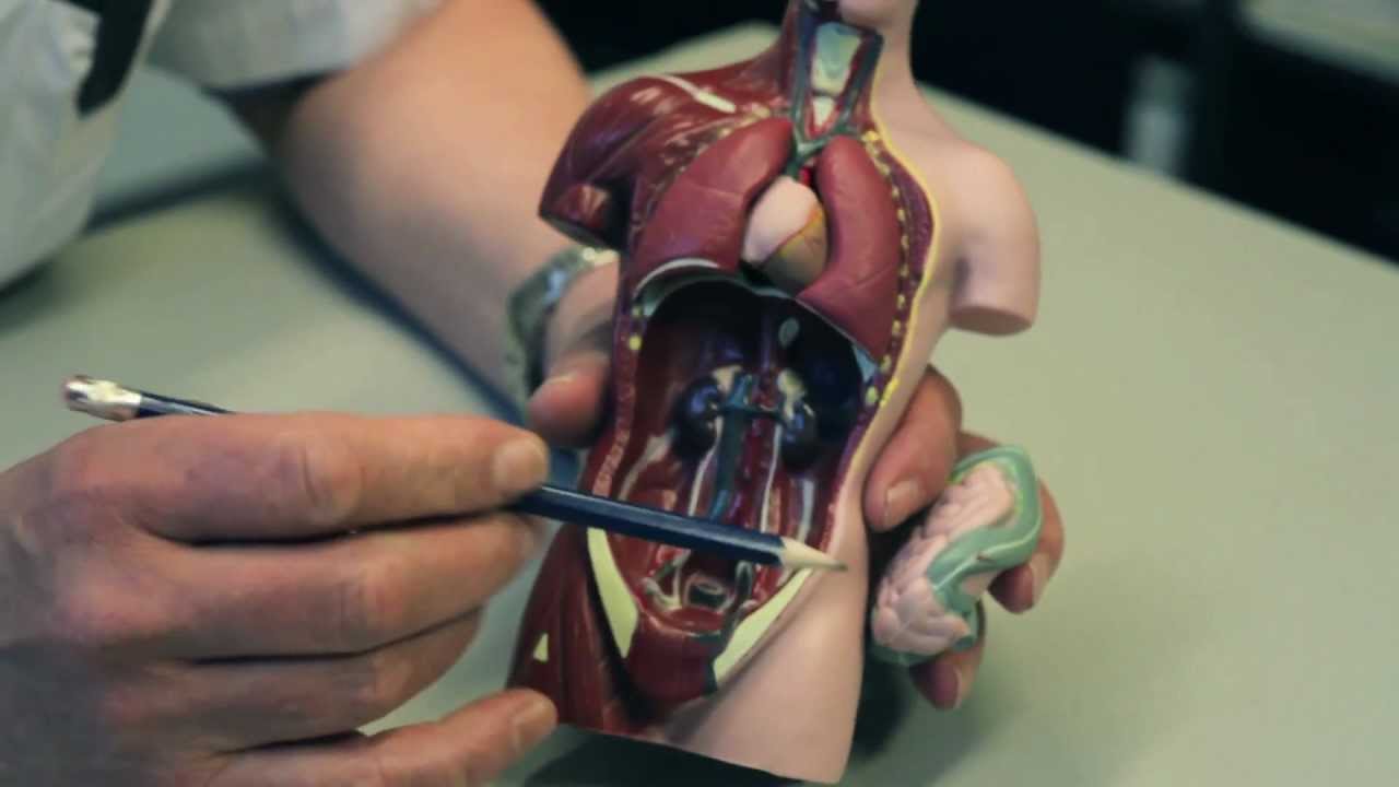 Endeldarmkanker: ziektebeeld en mogelijke behandelingen Isala Oncologisch centrum