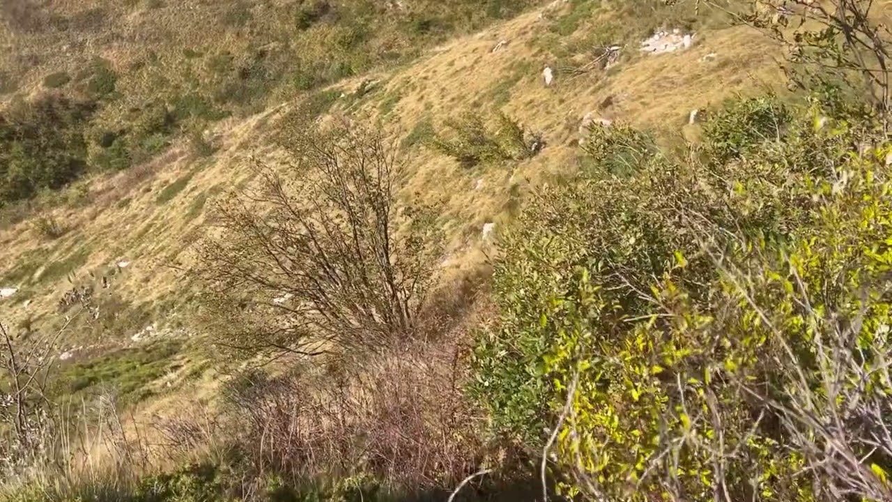 Lady e due femmine di gallo forcello