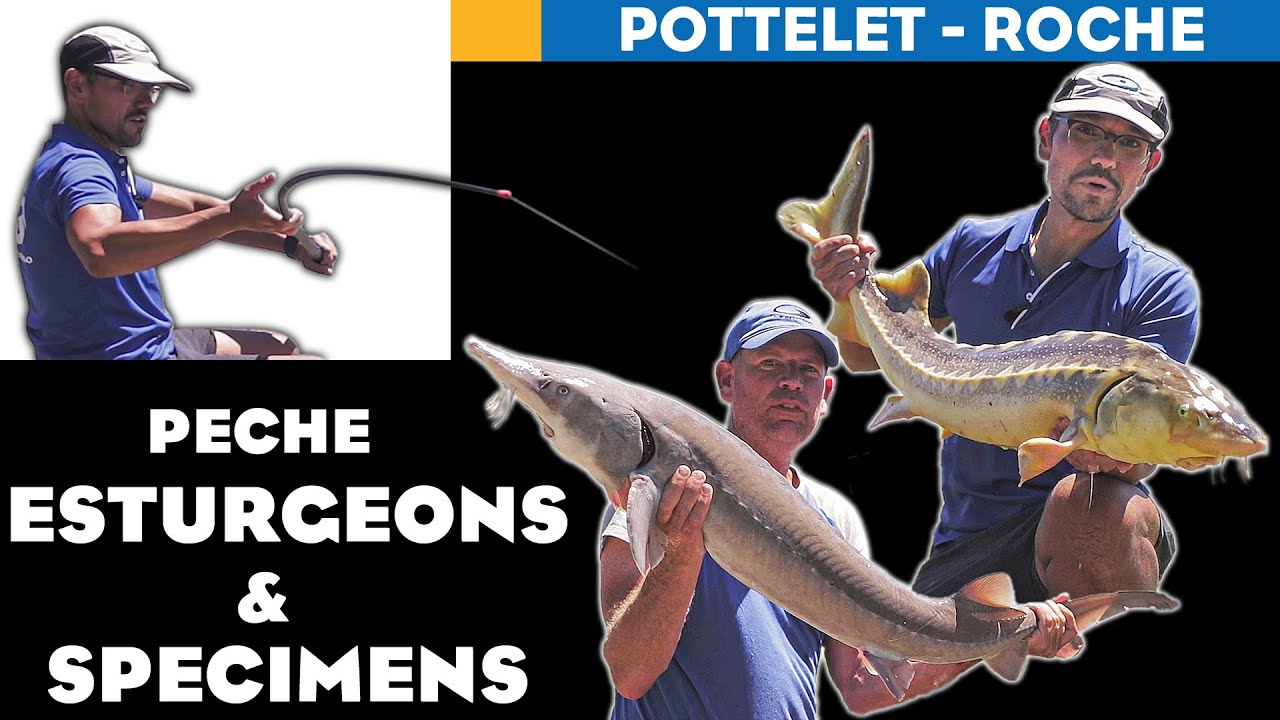Esturgeons & Specimens -  Techniques de Pêche Carpe au Coup Extrêmes   Netpeche Magazine 6