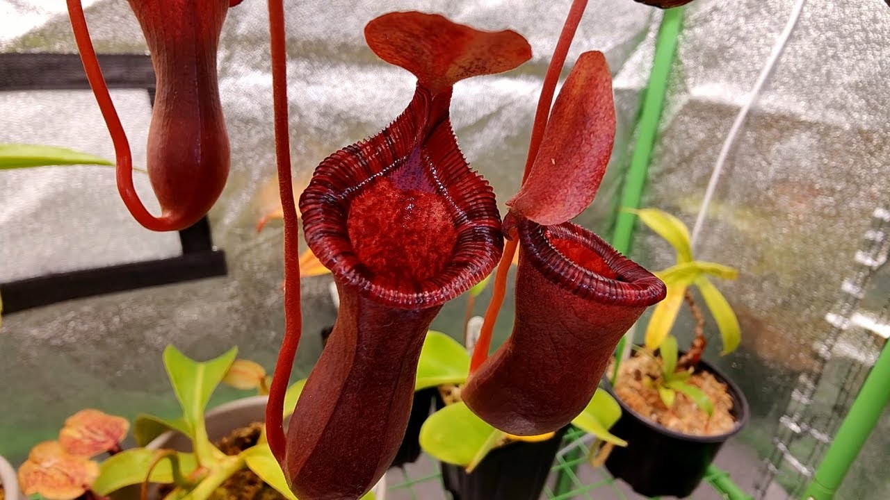 Carnivorous Plant Collection Tour - July 2021
