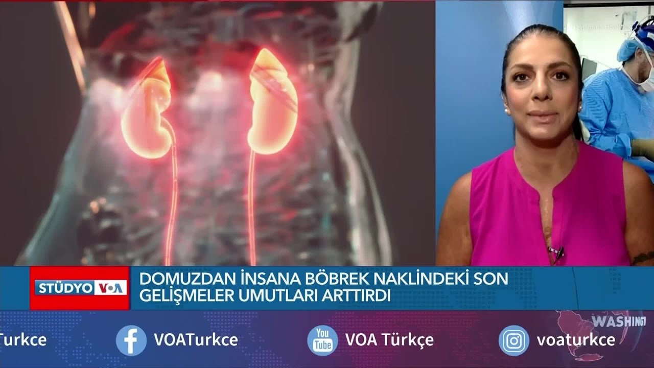 Domuzdan insana böbrek naklindeki son gelişmeler umutları arttırdı| VOA Türkçe