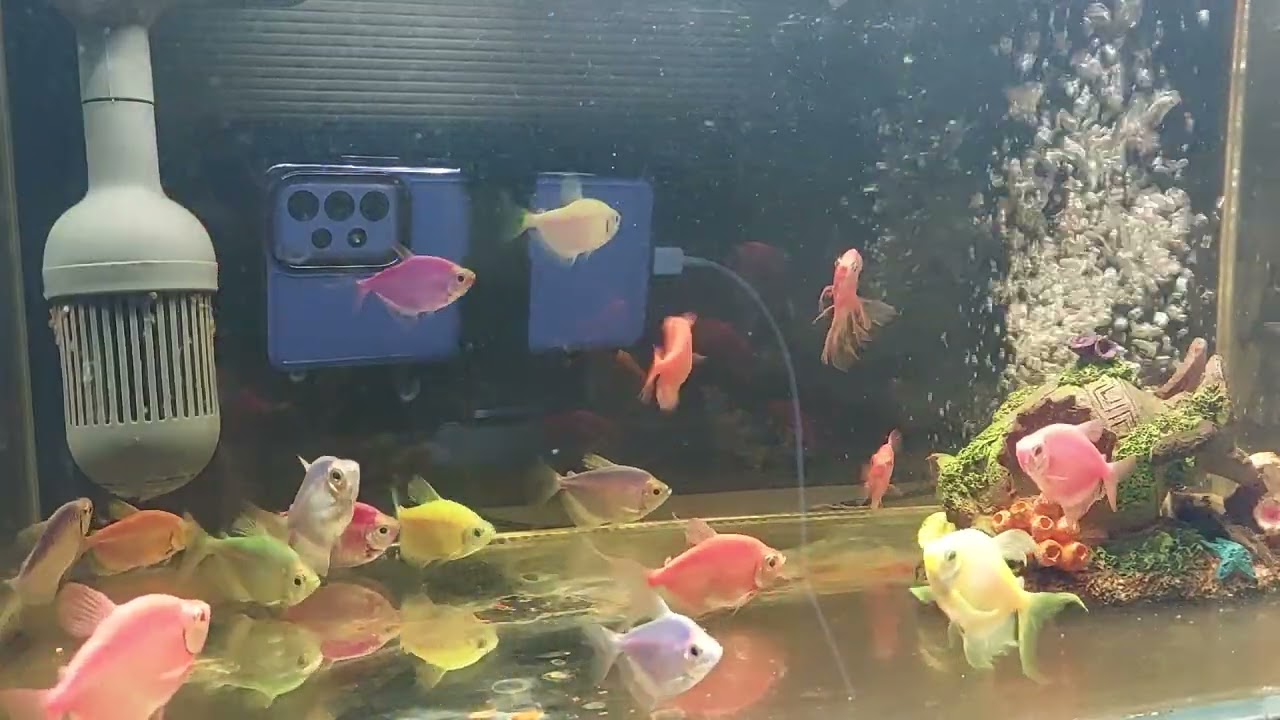 Relaxing Aquarium Fish Tank Sounds no music