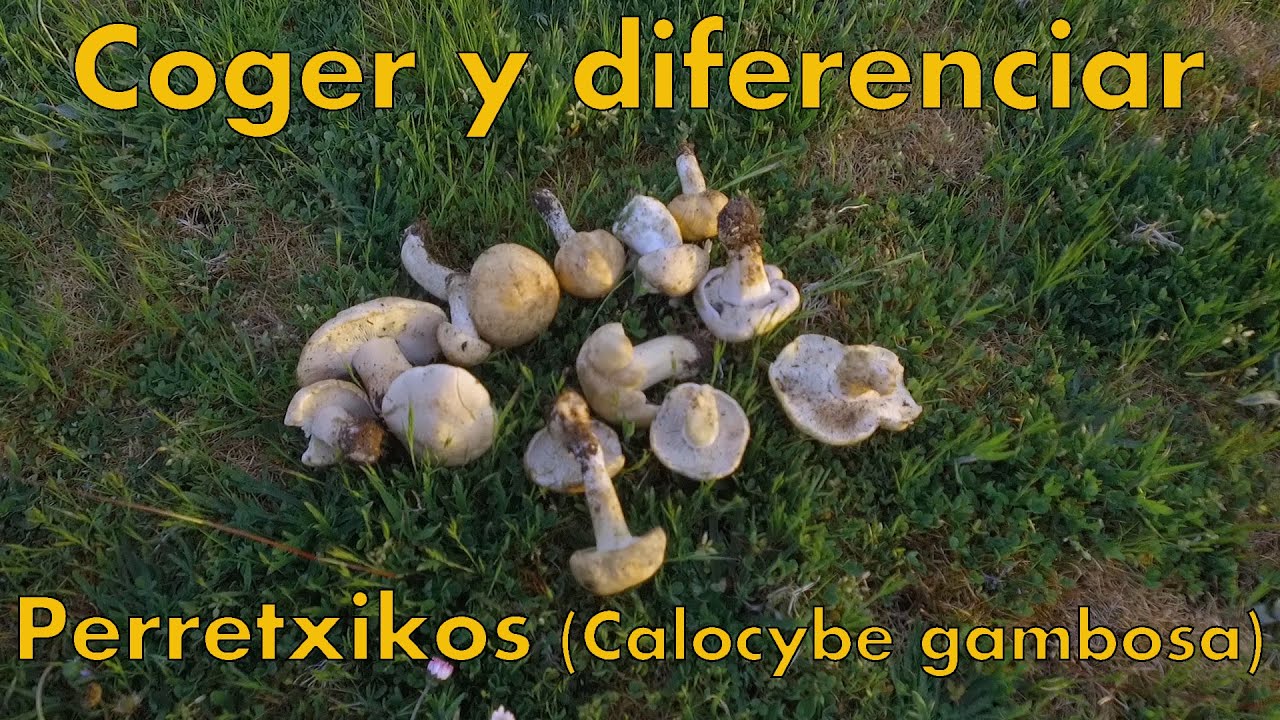 🍄Cómo coger y diferenciar PERRETXIKOS o SETA DE SAN JORGE (Calocybe gambosa)