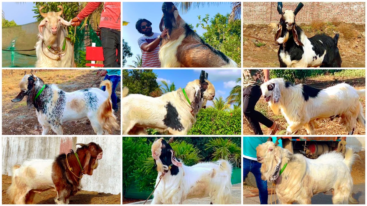 Top 10 Andul Goats of Al Adl Goat Farm Mahapoli