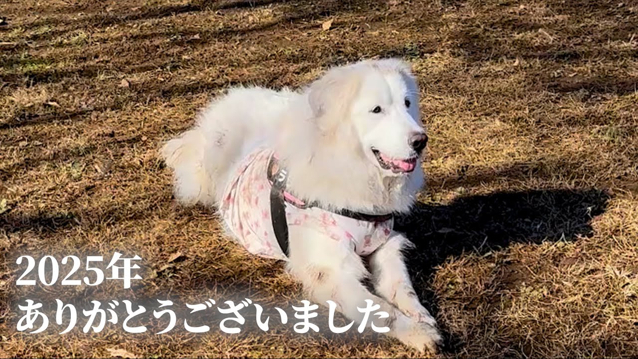 2025年ありがとうございました【ゆる動画】