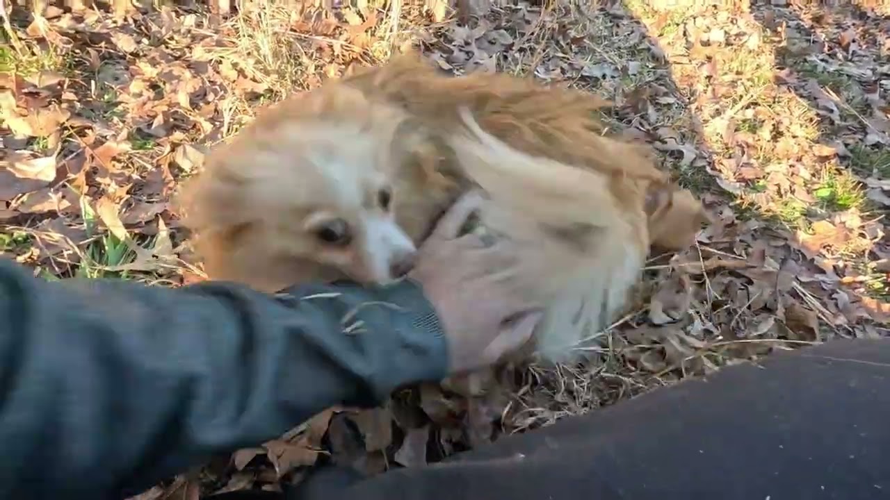 Puppy Outside Day 3 Fun with 47 Day Old Poms