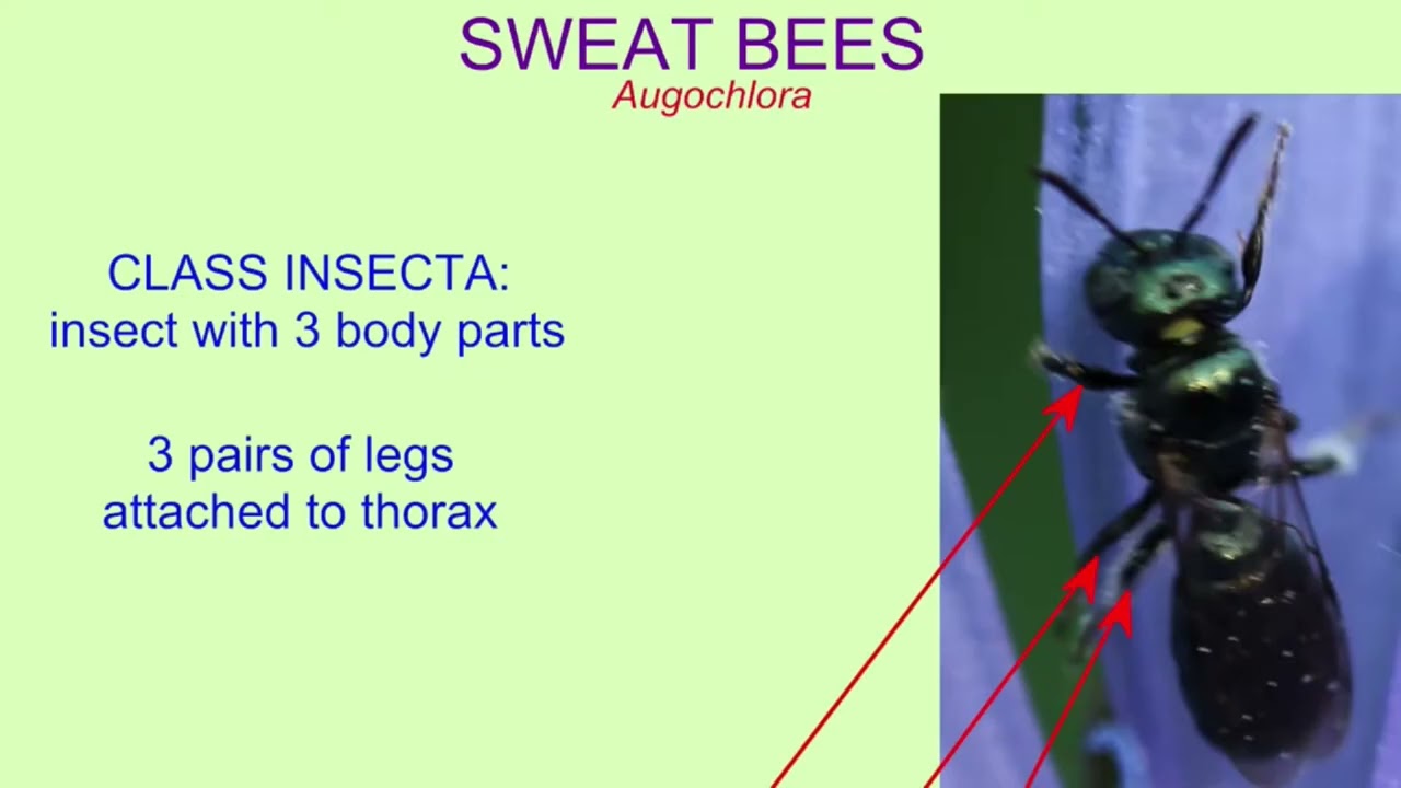 INVASIVE SPECIES THREATEN INSECT POPULATIONS