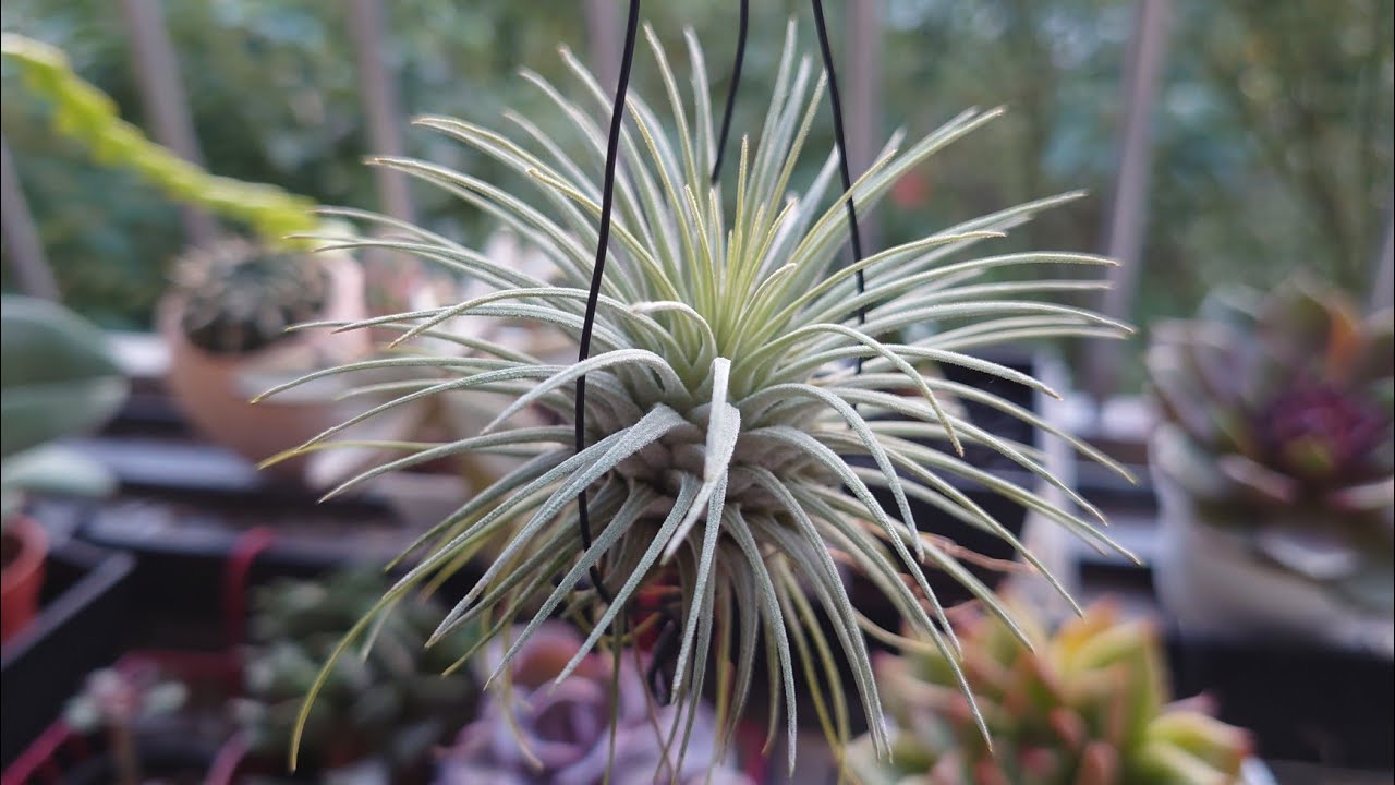 空氣鳳梨 Air Plants in Taiwan - HZ 童心園 2024 植物展 微笑多肉市集
