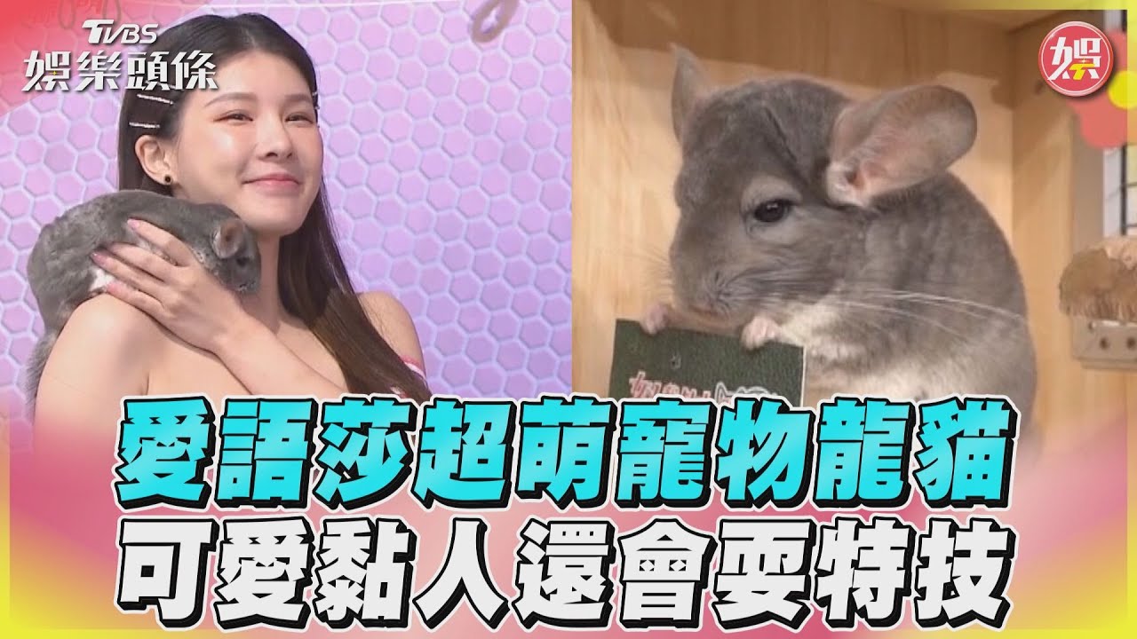 《女人我最大》愛語莎超萌寵物龍貓　可愛黏人還會耍特技｜TVBS娛樂頭條@TVBSNEWS01