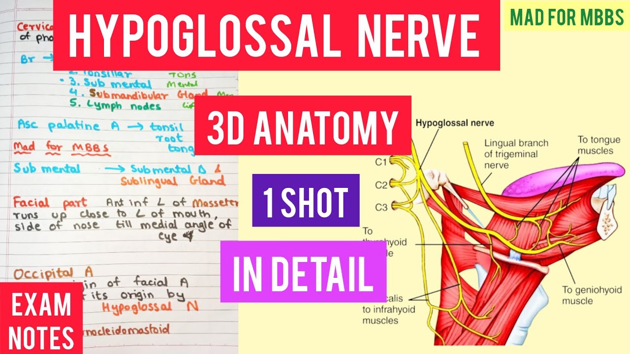 Hypoglossal Nerve MBBS | 3D Anatomy | Exam Notes | Cranial nerves | Mad for MBBS