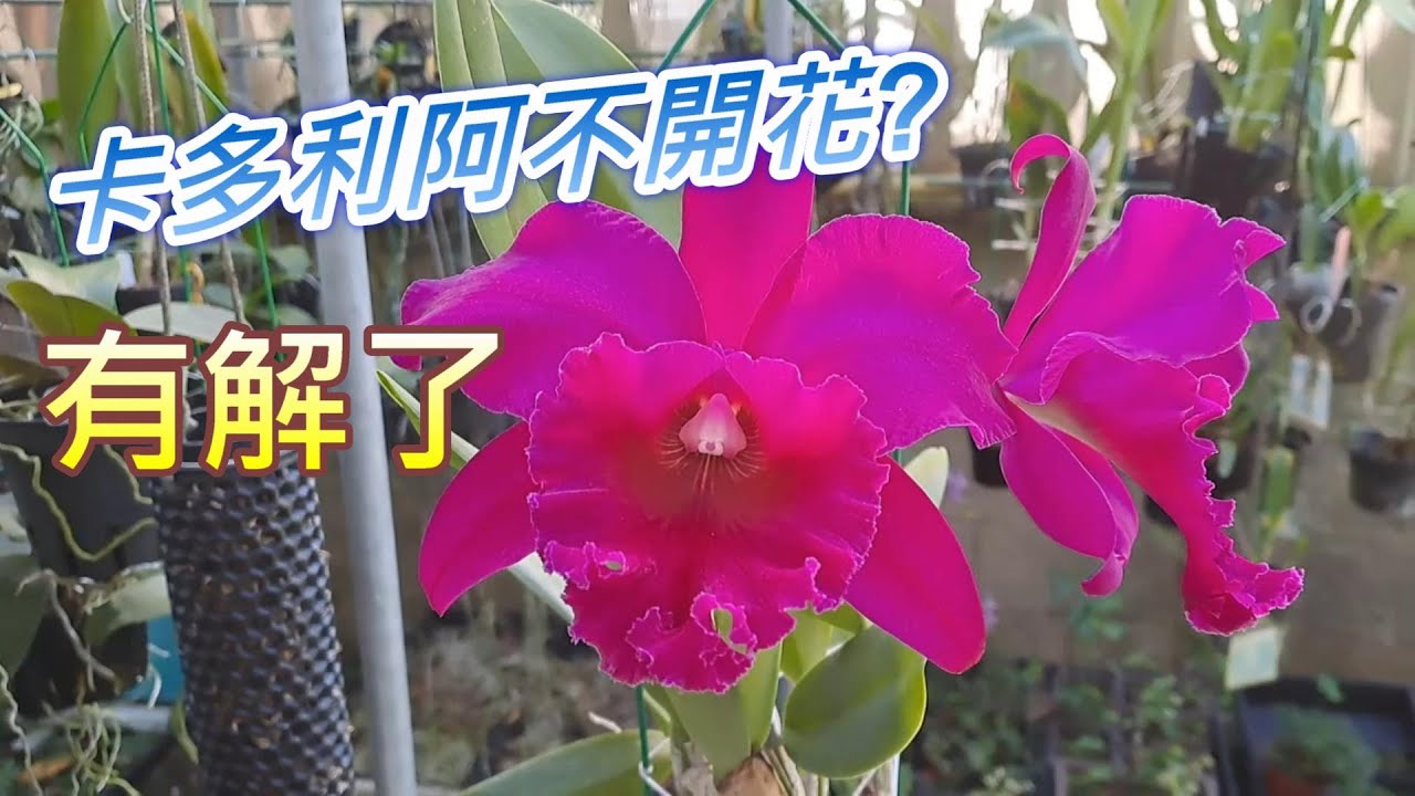 【犀利小農莊45】2023/10/22 Cattleya卡多利阿不開花?這樣做催花就開花了，這集要分享的是卡多利阿催花成功實錄心得分享，能夠先觀看41集卡多利阿不開花，催花探討，這樣較能夠前後連貫起來