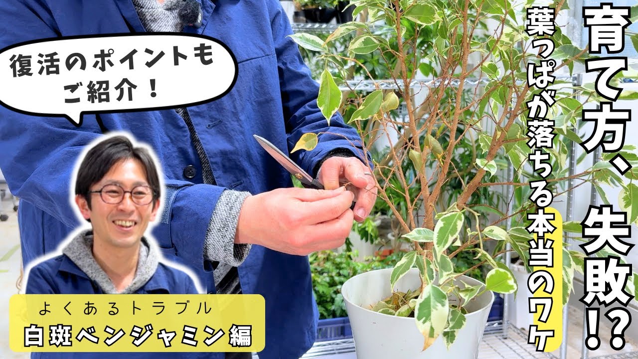 【植物のプロが教える】実はそれ正常です。白斑ベンジャミンが葉を落とす本当の理由