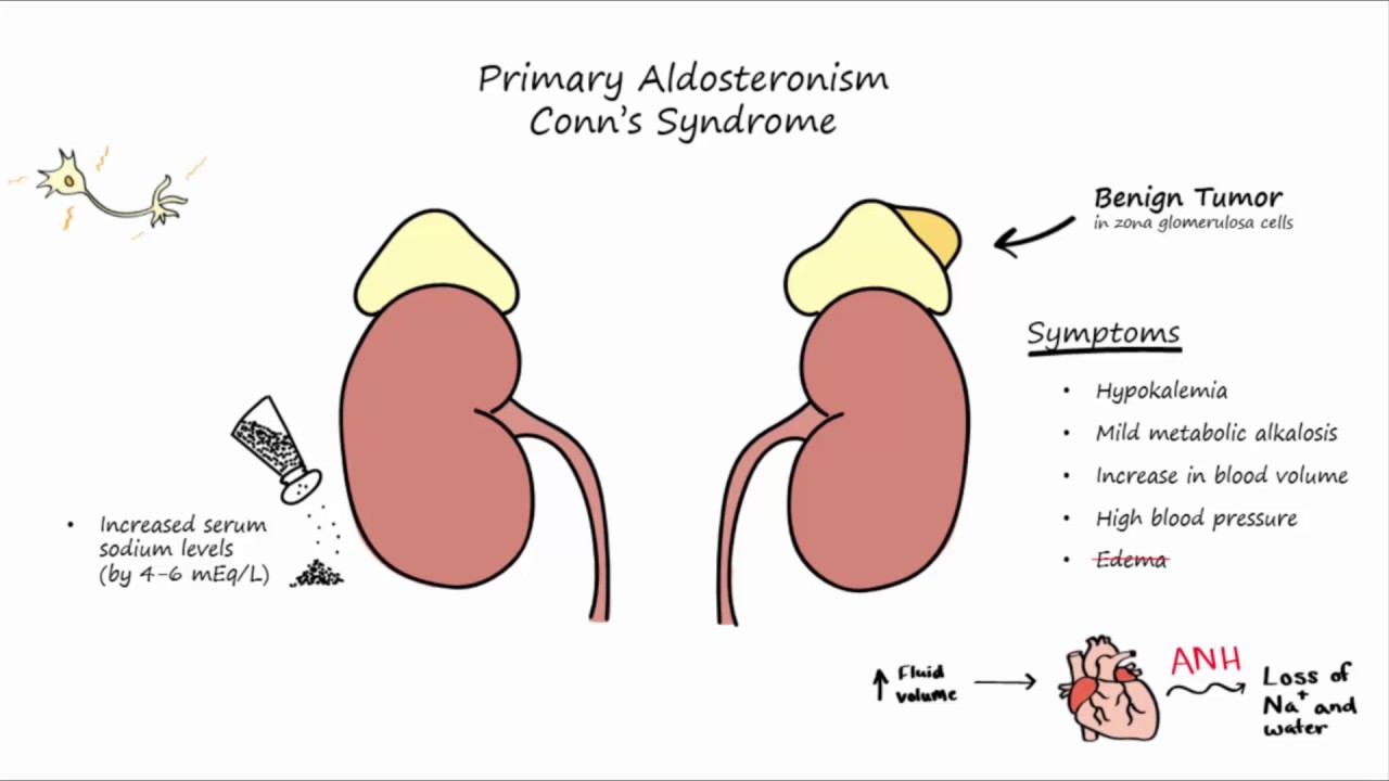 Aldosterone Mechanism of Action