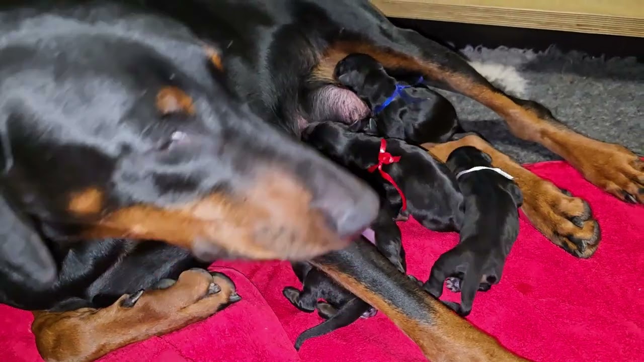 Das 1. Video von den C'chen vom Eschenbruch 