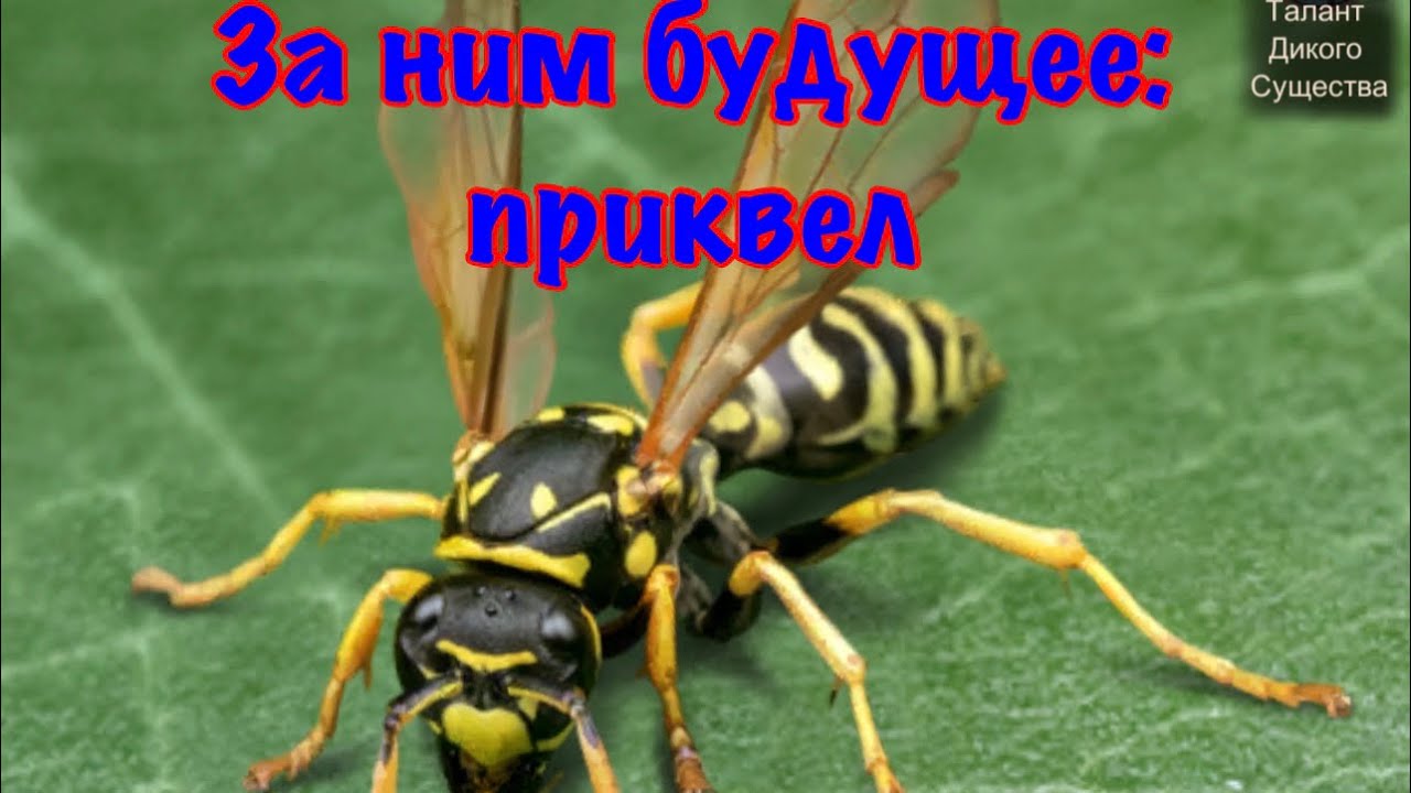 The Ants. Полистес Доминула