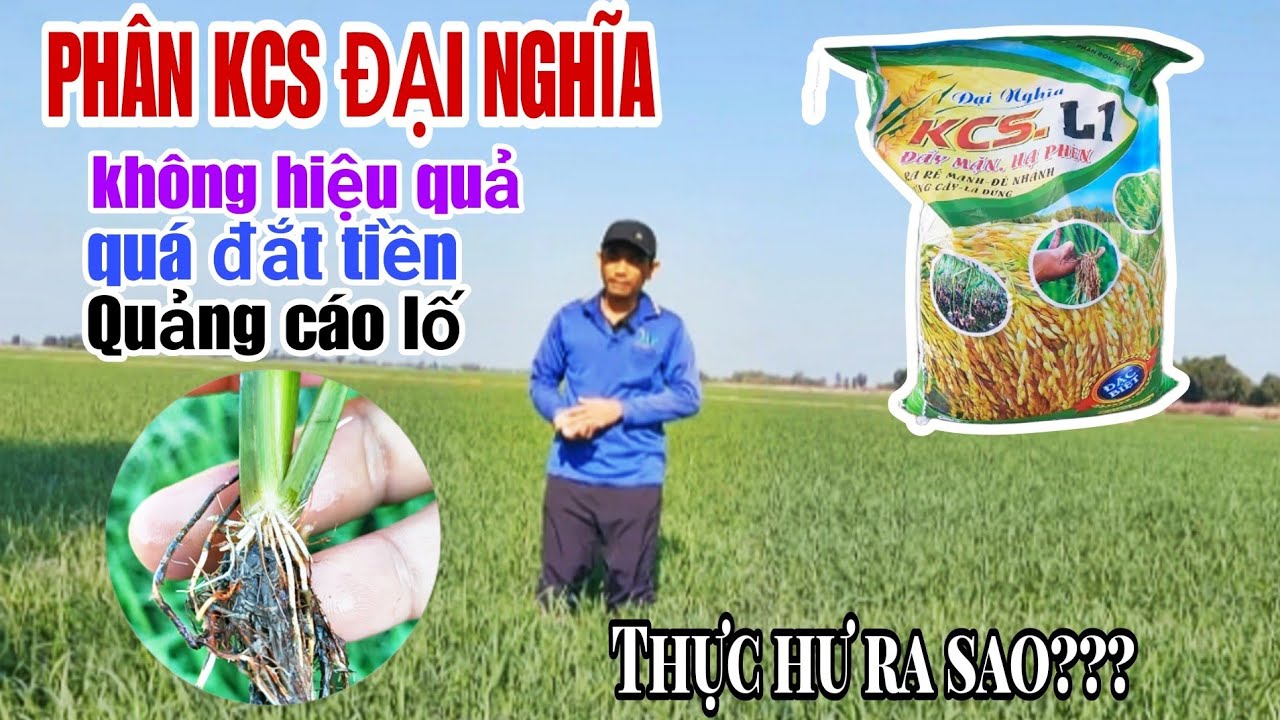 Sự thật kết quả sử dụng phân bón kcsl của công ty Đại Nghĩa ra sao? - lê chung vlog