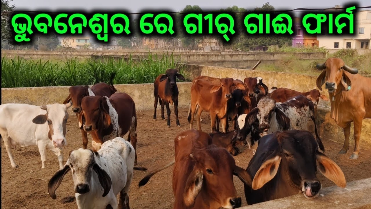 ଭୁବନେଶ୍ୱର ରେ ଗୀର୍ ଗାଈ ଫାର୍ମ  || new vlogs || village vlogs || odia vlogs || family vlogs 