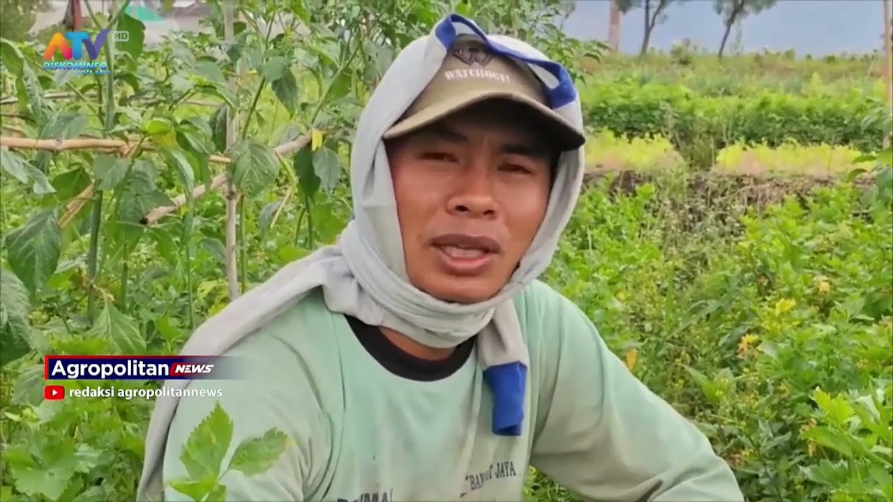 PROGRAM AGROPOLITAN NEWS EDISI TANGGAL 25 FEBRUARI 2026 SEGMEN 2 | ATV MALANG RAYA