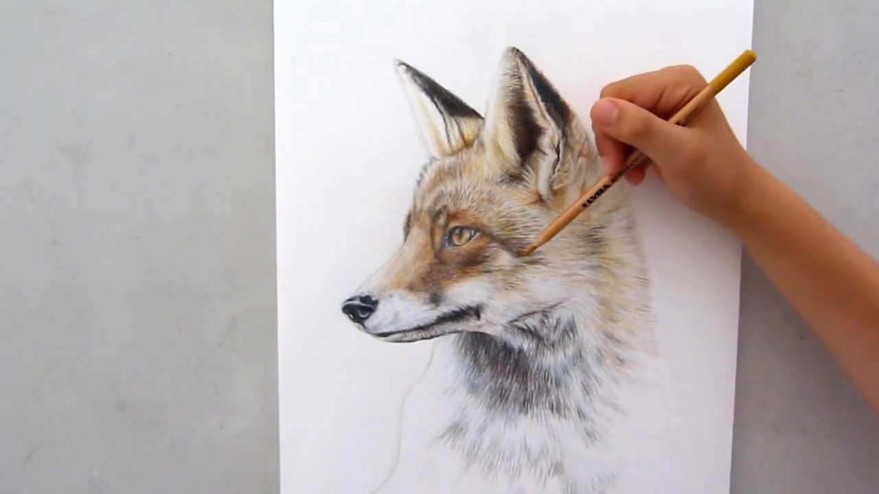 Drawing a fox with colored pencils