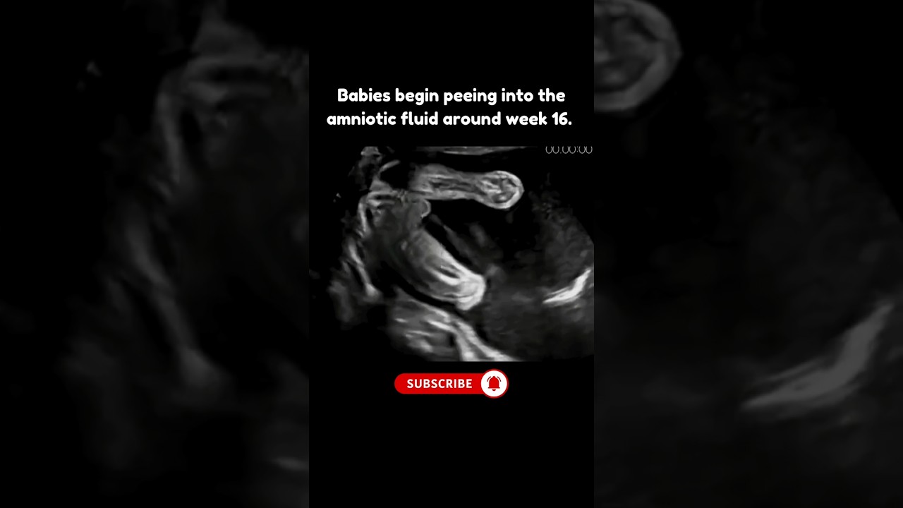 Yes, They Pee Inside and Drink the Pee 😅 | Male Baby Ultrasound | What Babies Do in the Womb