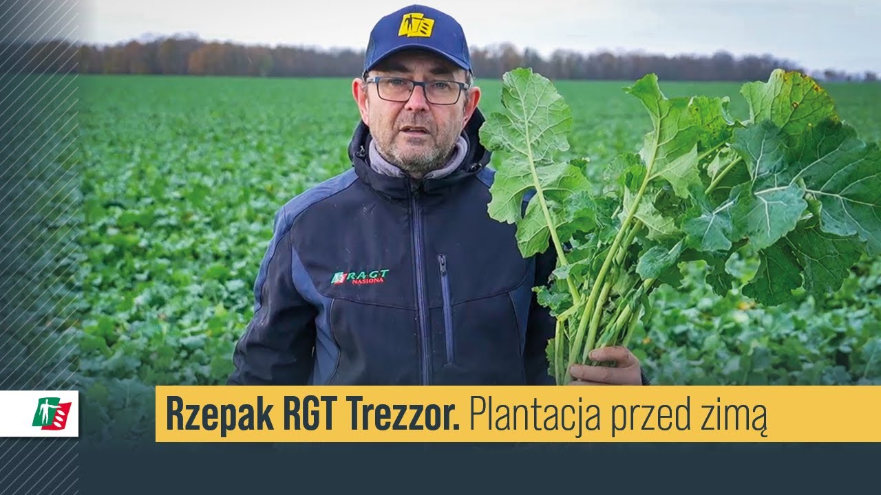 Rzepak RGT Trezzor lustracja przed pierwszym śniegiem 🌱 Rzepak ozimy hodowli RAGT #rzepak #rolnictwo
