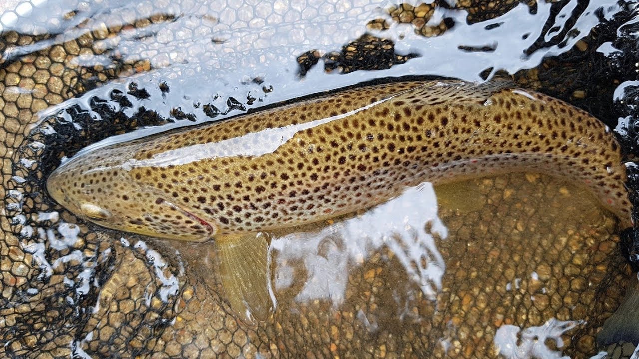 Lov pstruhov potočných na prívlač