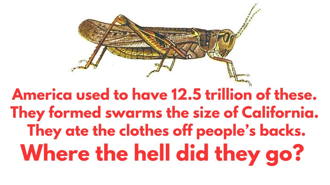 Why Aren't There Locust Plagues Anymore?