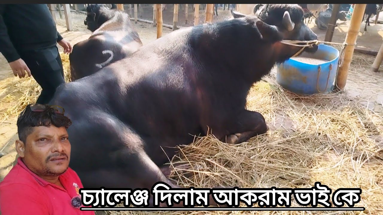 আকরাম ভাই কে চ্যালেঞ্জ দিলাম 