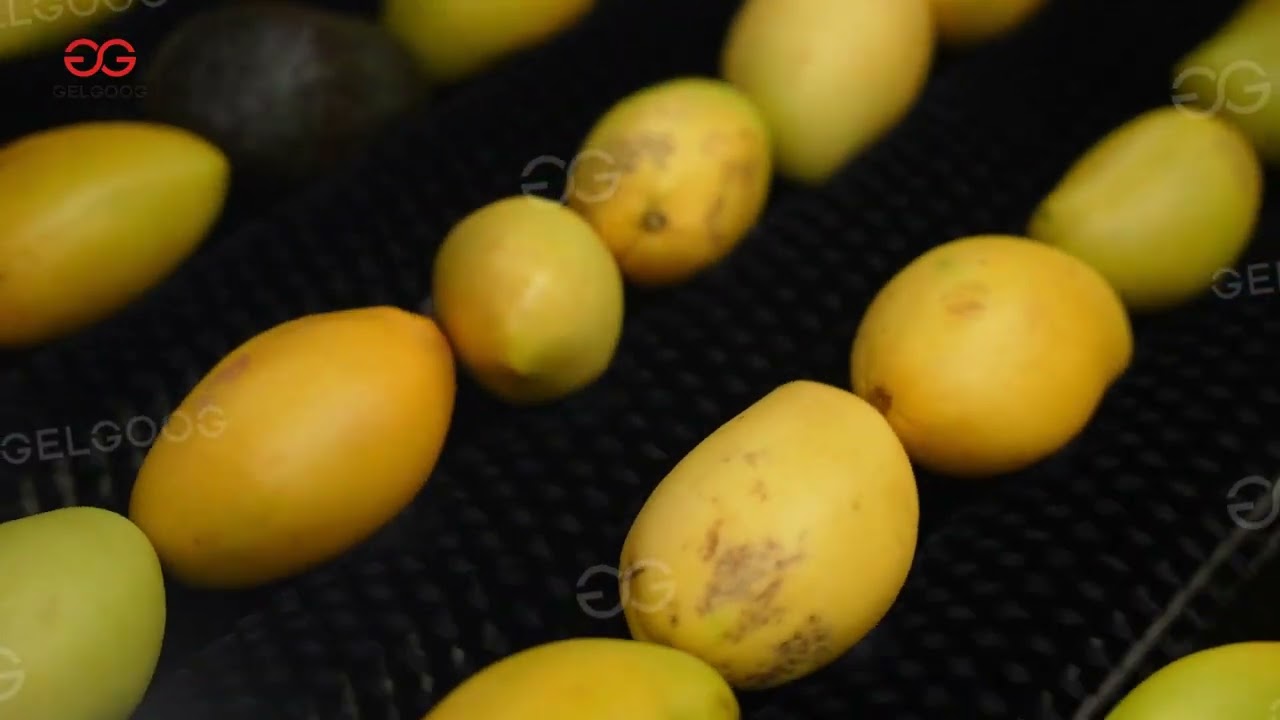 Mango Processing Line - Mango Washing, Waxing, Sorting Machines