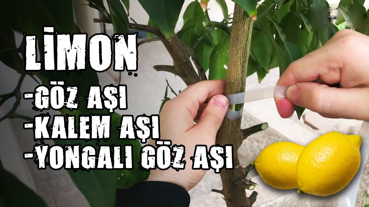 Limona Kalem Aşı ve Göz Aşı Yaptık