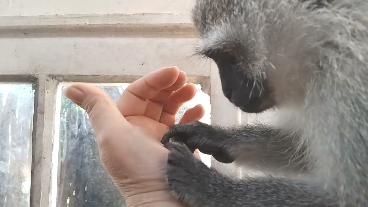 Baby Monkey Lollipop Gives Me A Primal Soothing Manicure With Nail Clipping #babymonkey