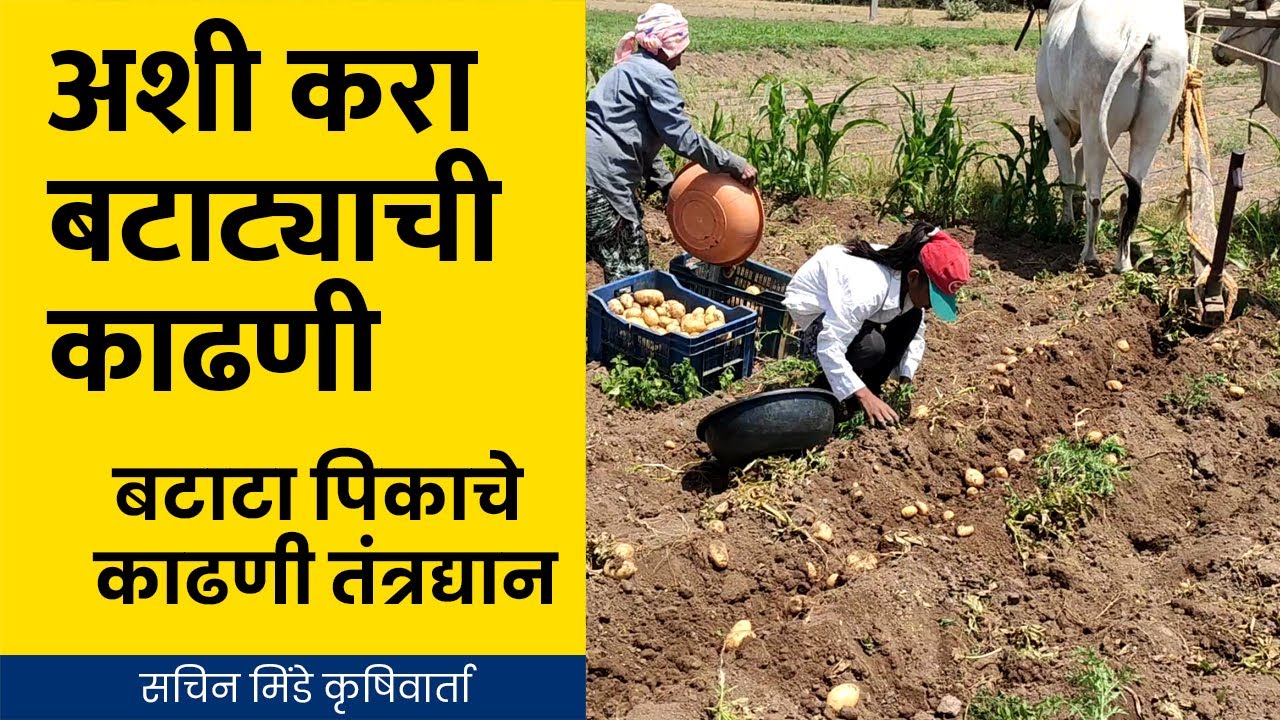 अशी करा बटाट्याची काढणी | बटाटा काढनी तंत्रज्ञान| Potato Harvesting | सचिन मिंडे कृषीवार्ता