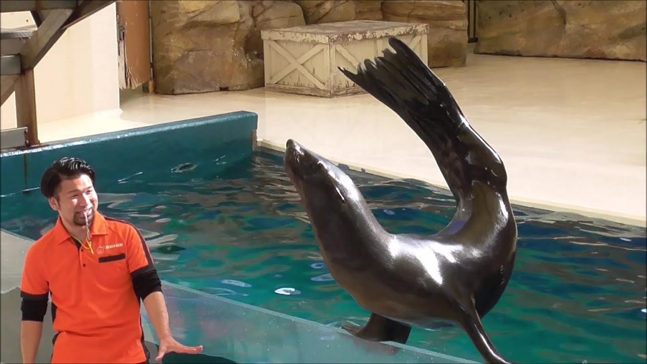 【アシカショー】オットセイのひじきくんデビュー！＠鳥羽水族館