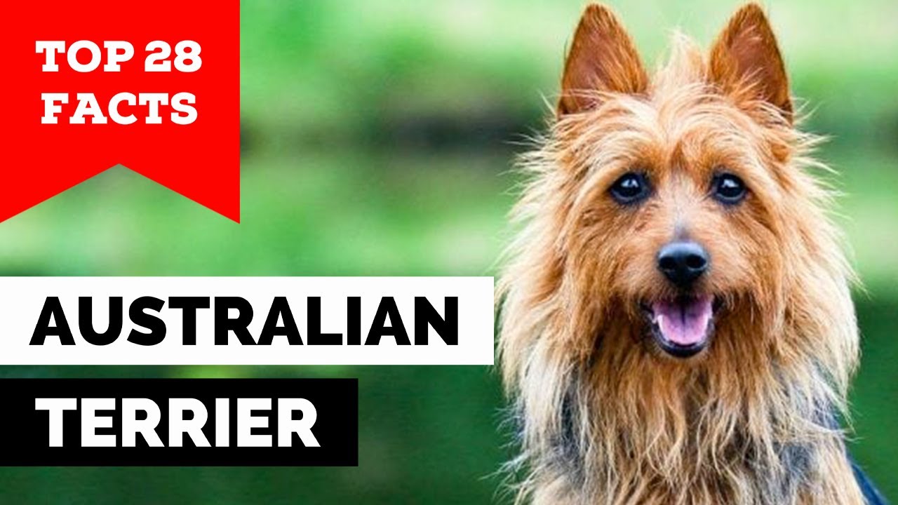 99% of Australian Terrier Owners Don't Know This